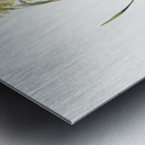 Narcissus calathinus illustration  Metal print