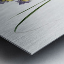 Gladiolus ringens illustration  Metal print