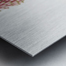 Veltheimia capensis illustration  Metal print