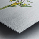 Uvularia perfoliata illustration  Metal print