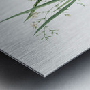 Diasia graminifolia illustration  Impression metal