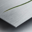 Diasia graminifolia illustration  Metal print