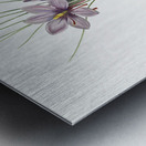 Crocus sativus illustration  Metal print