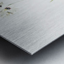 Ixia maculata illustration  Metal print