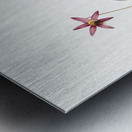 Erythronium Erythronium dens canis illustration  Metal print