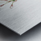 Crytanthus vittatus illustration  Metal print