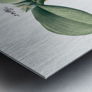 Massonia pustulata illustration  Metal print