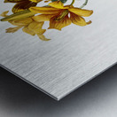 Fire lily illustration  Metal print