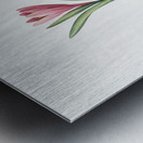 Spring meadow saffron illustration  Metal print