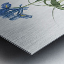 Iris scorpiodes illustration  Metal print