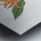 Lobster claws illustration  Metal print