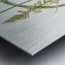 Koyosa illustration  Metal print