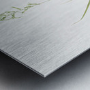 Hyacinthus viridis illustration  Metal print