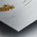 Ixia conica illustration  Metal print