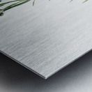 Bermudiana illustration  Metal print