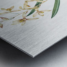 Epidendrum sinense illustration  Metal print