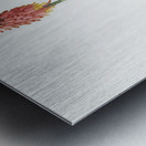 Redhot poker illustration  Metal print