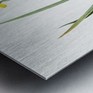 Iris martinicensis illustration  Metal print