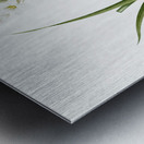 Polianthes tuberosa illustration  Metal print