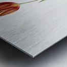 Tulip illustration  Metal print