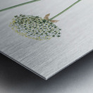 Black garlic illustration  Metal print