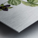 Trillium rhomboideum illustration  Metal print