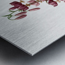 Lilium martagon illustration  Metal print