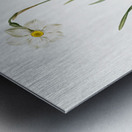 Narcissus poeticus illustration  Metal print