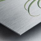 Narcissus poeticus illustration  Metal print