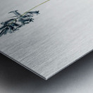 Common Bluebell illustration  Metal print