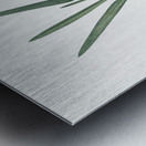 Gladiolus Xanthospilus illustration  Metal print