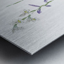 Gladiolus orobanche illustration  Metal print