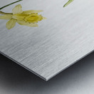 Lent lily illustration  Metal print