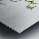 Commelina africana illustration  Metal print