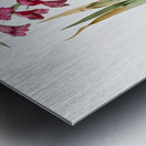 Eastern gladiolus illustration  Metal print