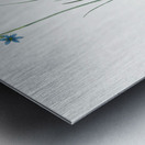 Narrow-leaf blue-eyed-grass illustration  Metal print