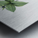 Herb paris illustration  Metal print