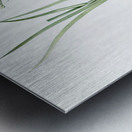 Carolina redroot illustration  Metal print