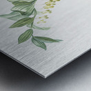 Solomon seal illustration  Metal print