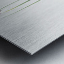 Allium foliosum illustration  Metal print