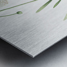 Star squill illustration  Metal print