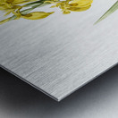 Pale garlic illustration  Metal print