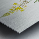 Stalked bulbine illustration  Impression metal