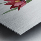 Tulipa oculus Colis illustration  Metal print