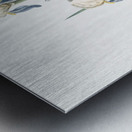 Elder scented iris illustration  Metal print