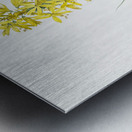 Yellow Asphodel illustration  Metal print