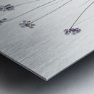 Vanilla lily illustration  Metal print