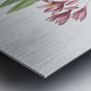 Autumn crocus illustration  Metal print