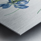 Lris xyphioides llustration  Impression metal