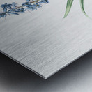 Scilla patula illustration  Metal print